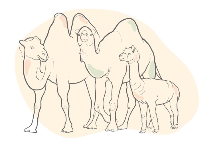 camels_bactriancamels_alpacas