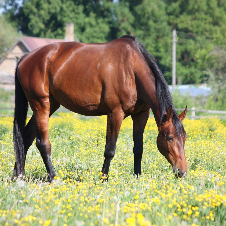 Fütterungsberatung für Muskel-Integritäts-Myopathie